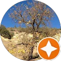 Allison Shore Avatar